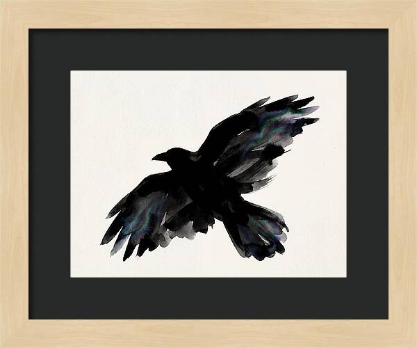 Majestic Raven Soaring