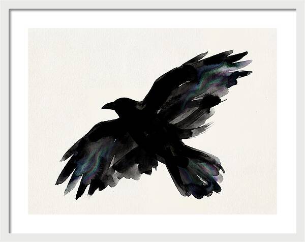 Majestic Raven Soaring