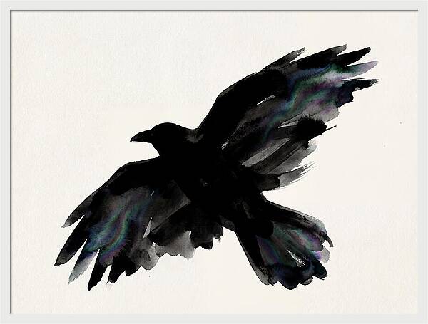 Majestic Raven Soaring