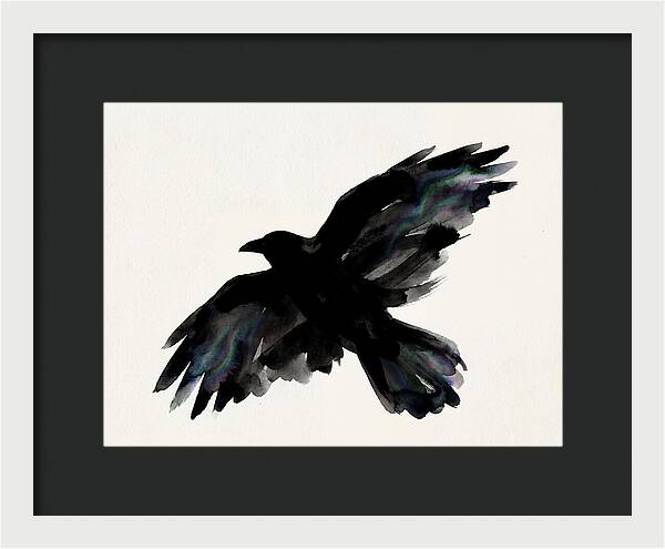 Majestic Raven Soaring