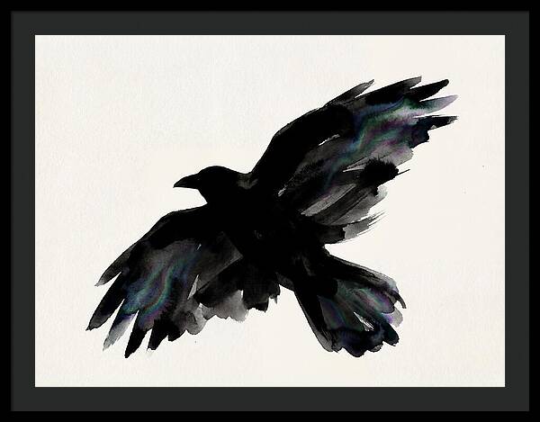 Majestic Raven Soaring