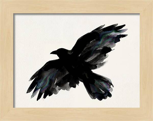 Majestic Raven Soaring