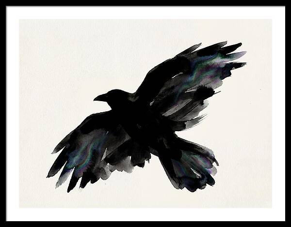 Majestic Raven Soaring