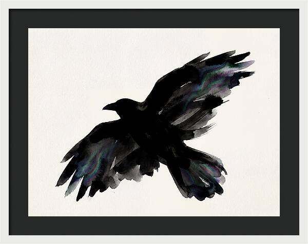Majestic Raven Soaring