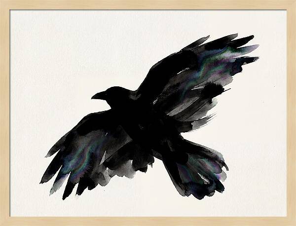 Majestic Raven Soaring
