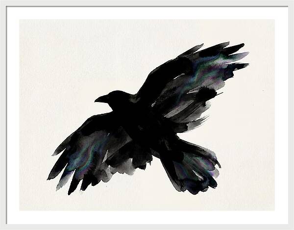 Majestic Raven Soaring