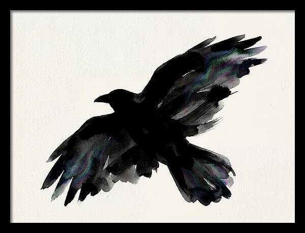 Majestic Raven Soaring