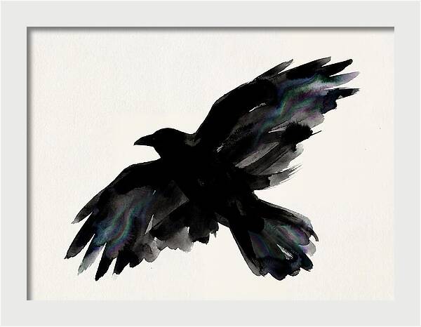 Majestic Raven Soaring