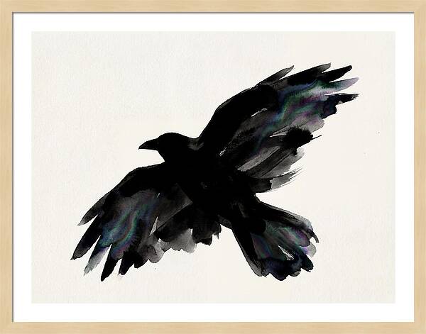 Majestic Raven Soaring