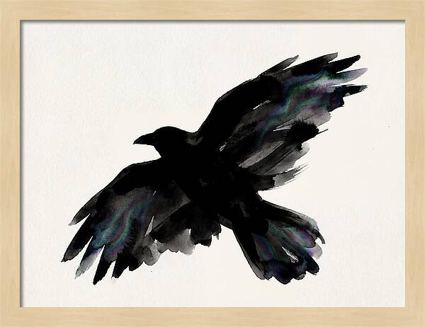 Majestic Raven Soaring