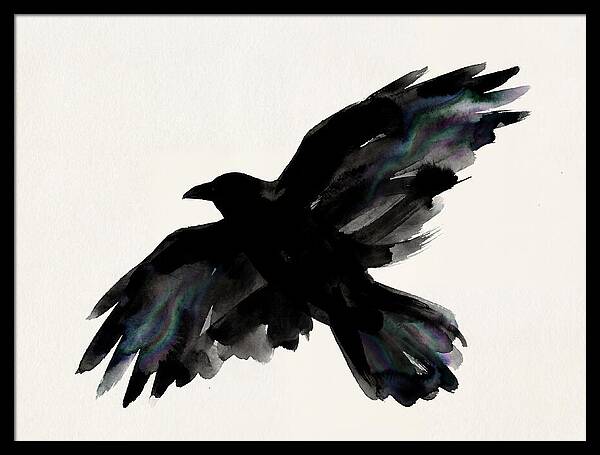 Majestic Raven Soaring