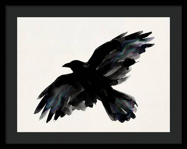 Majestic Raven Soaring