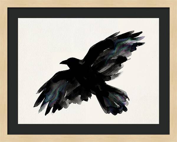 Majestic Raven Soaring
