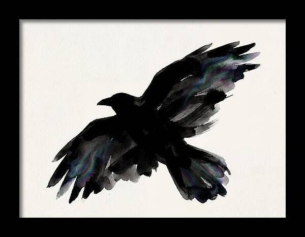 Majestic Raven Soaring