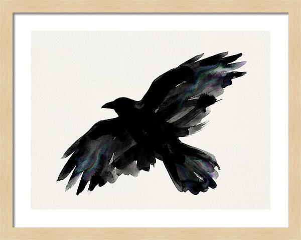 Majestic Raven Soaring