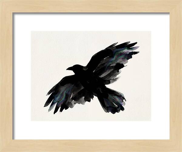 Majestic Raven Soaring