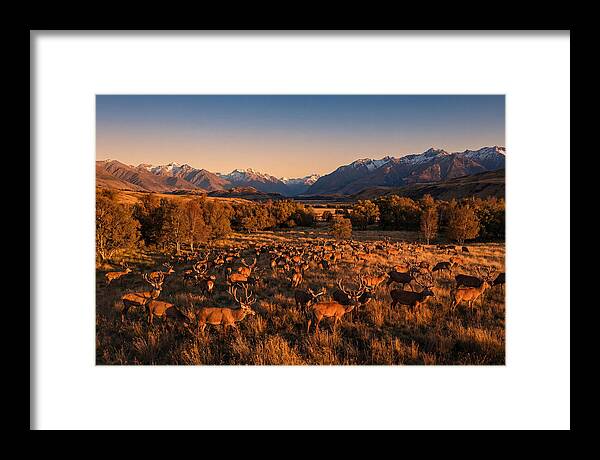 Majestic Red Deer In Fall