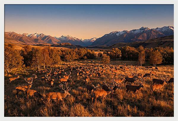 Majestic Red Deer In Fall