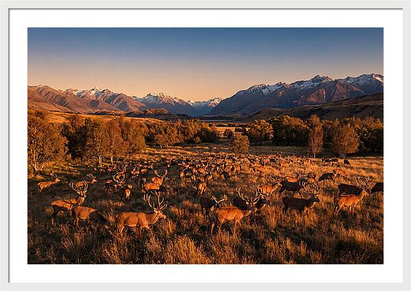 Majestic Red Deer In Fall