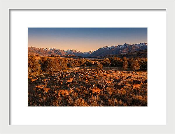 Majestic Red Deer In Fall