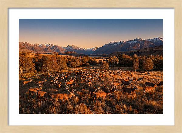 Majestic Red Deer In Fall
