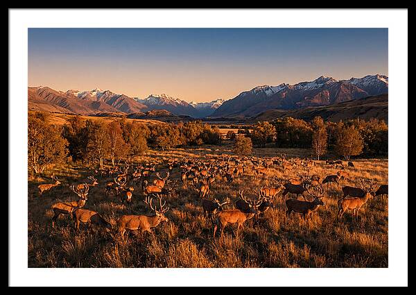 Majestic Red Deer In Fall