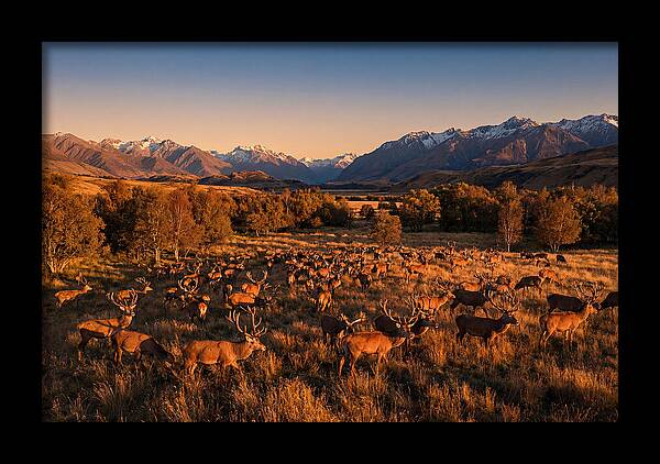 Majestic Red Deer In Fall