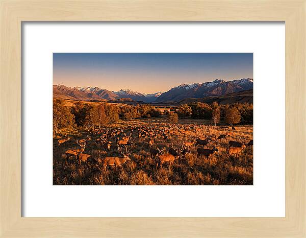 Majestic Red Deer In Fall