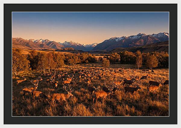 Majestic Red Deer In Fall