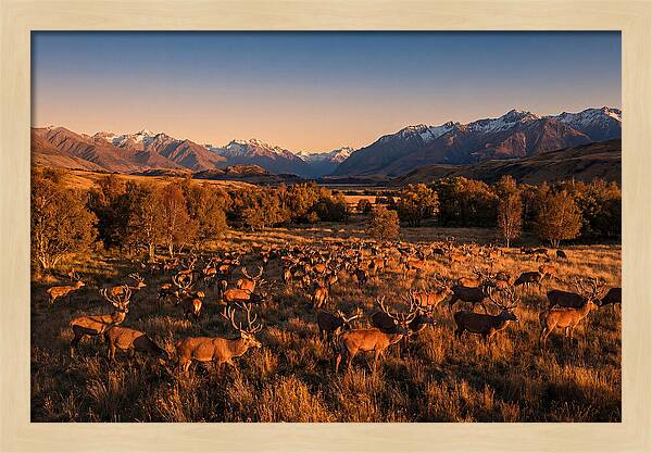 Majestic Red Deer In Fall