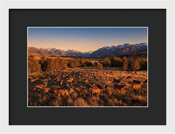 Majestic Red Deer In Fall
