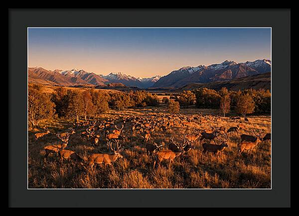Majestic Red Deer In Fall