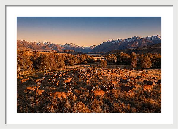 Majestic Red Deer In Fall