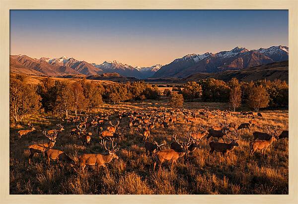 Majestic Red Deer In Fall