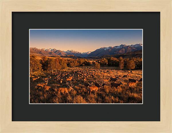 Majestic Red Deer In Fall