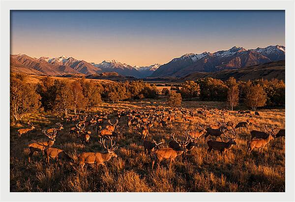 Majestic Red Deer In Fall