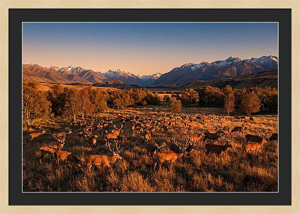 Majestic Red Deer In Fall
