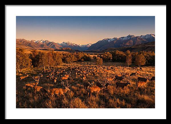 Majestic Red Deer In Fall