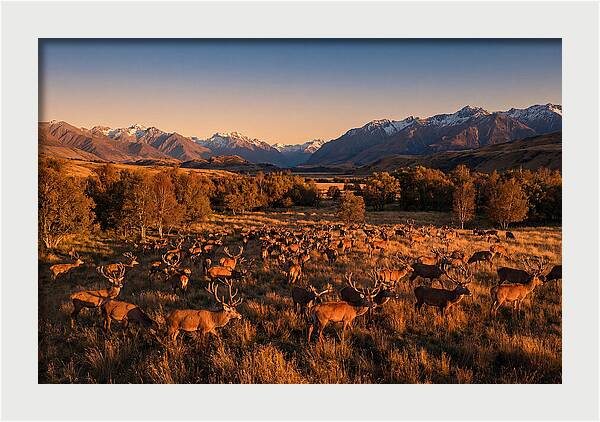 Majestic Red Deer In Fall