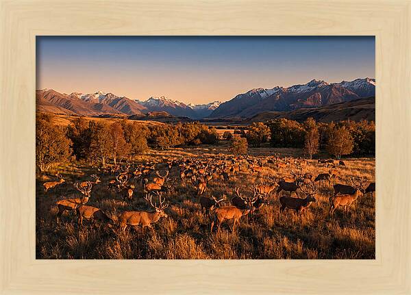 Majestic Red Deer In Fall