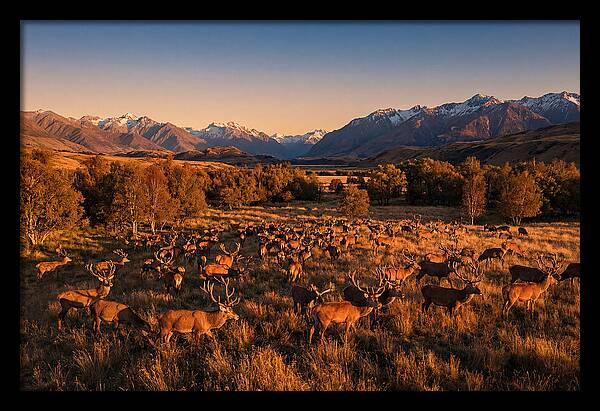 Majestic Red Deer In Fall