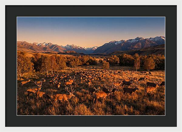Majestic Red Deer In Fall