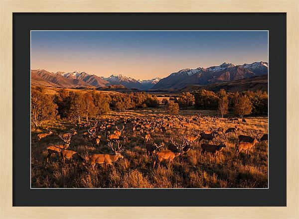 Majestic Red Deer In Fall