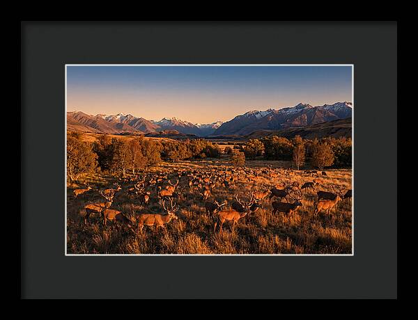 Majestic Red Deer In Fall