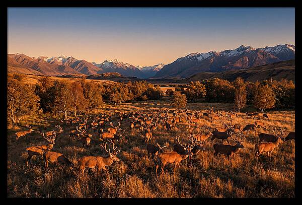 Majestic Red Deer In Fall