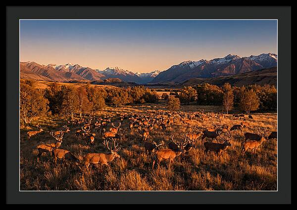 Majestic Red Deer In Fall