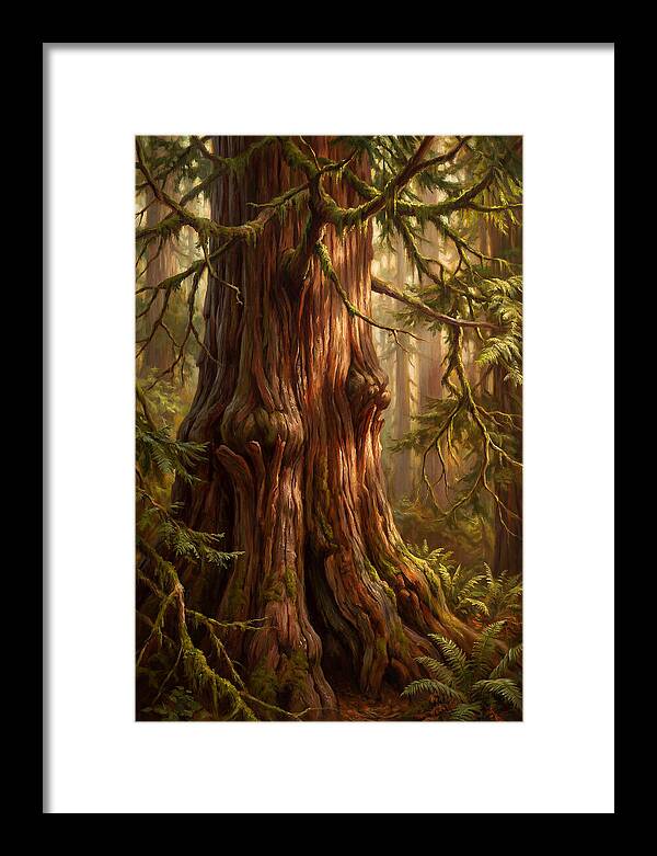 Majestic Redwood Tree