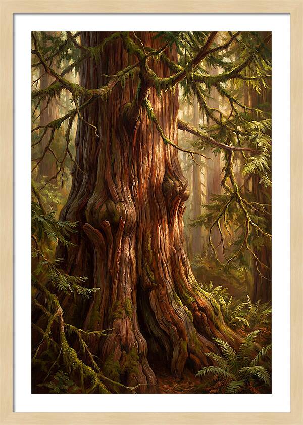Majestic Redwood Tree