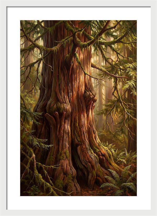 Majestic Redwood Tree
