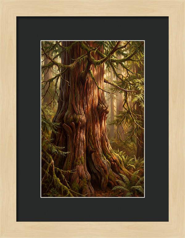 Majestic Redwood Tree